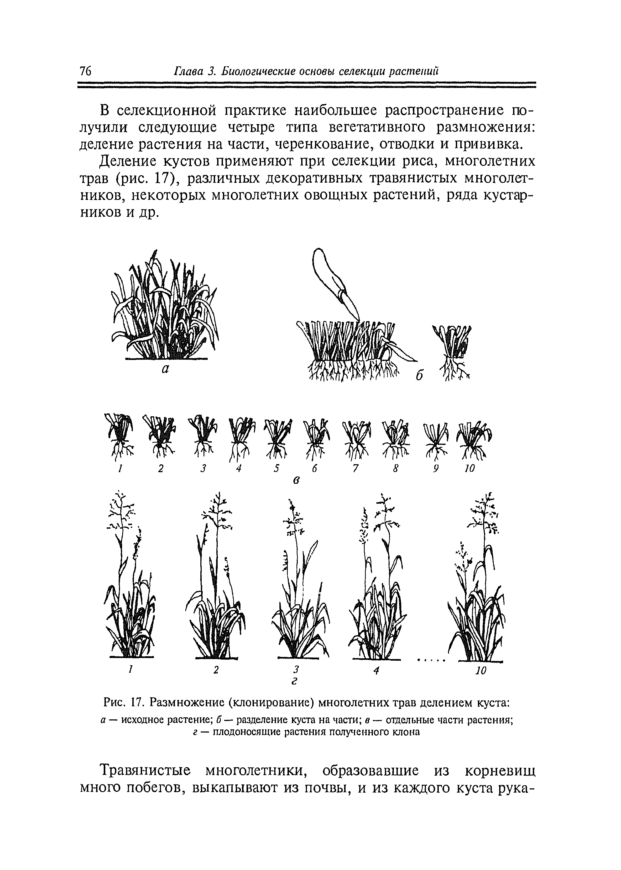 Рис. 17. Размножение (клонирование) многолетних трав делением куста 
