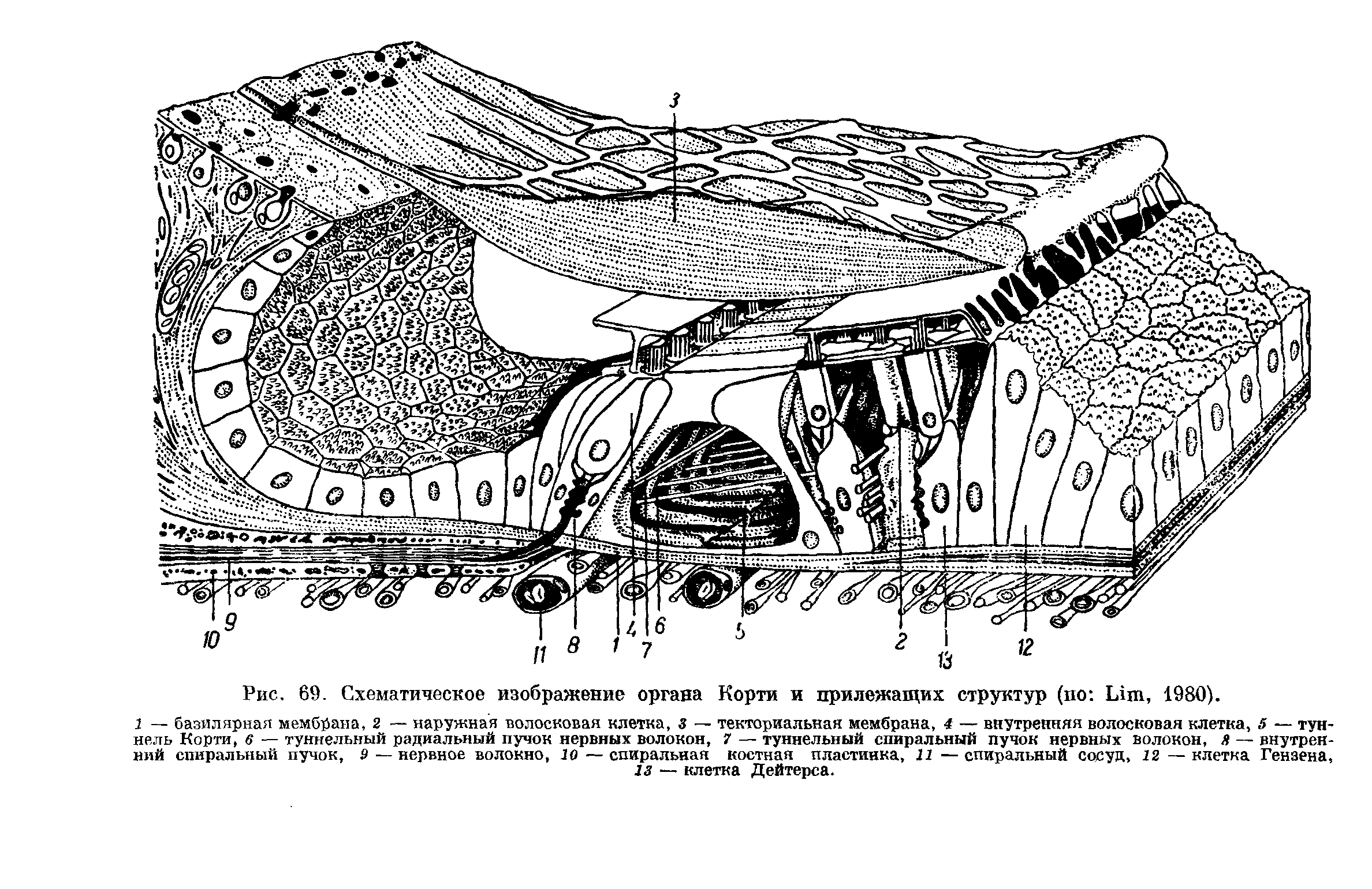 Рис. 69. Схематическое изображение органа Корти и прилежащих структур (по Lim, 1980).
