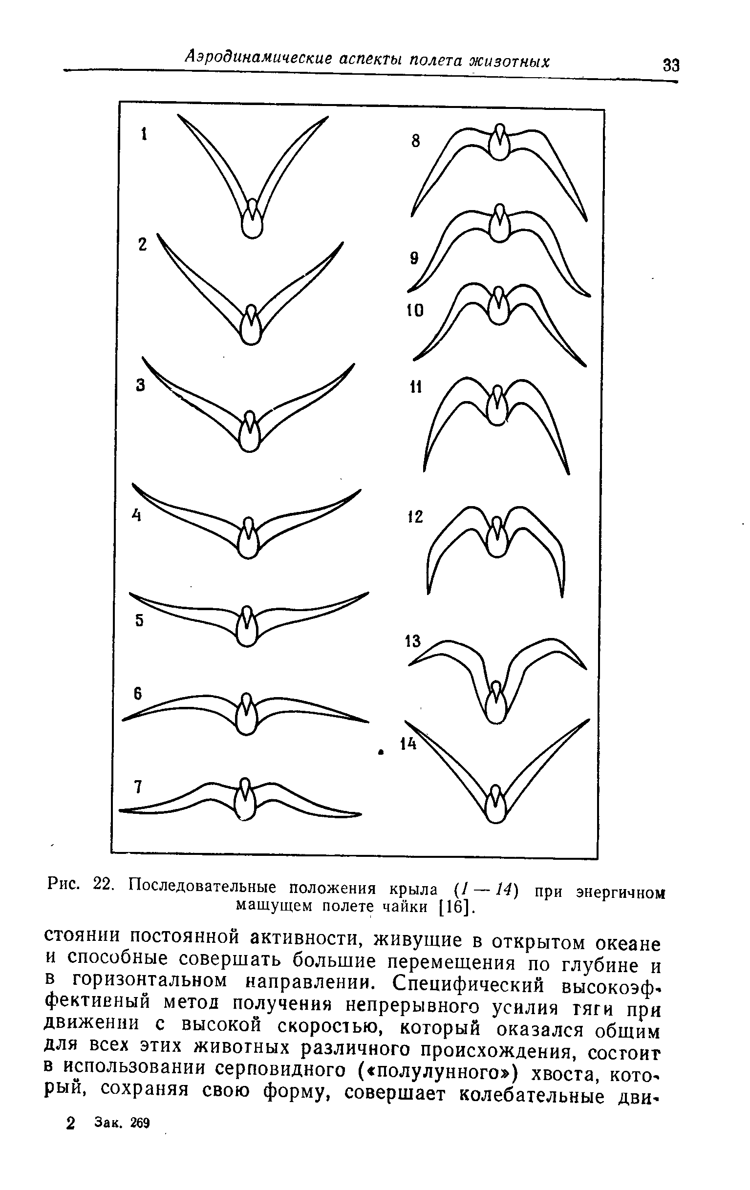 Рис. 22. Последовательные положения крыла / —14) при энергичном машущем полете чайки [16].
