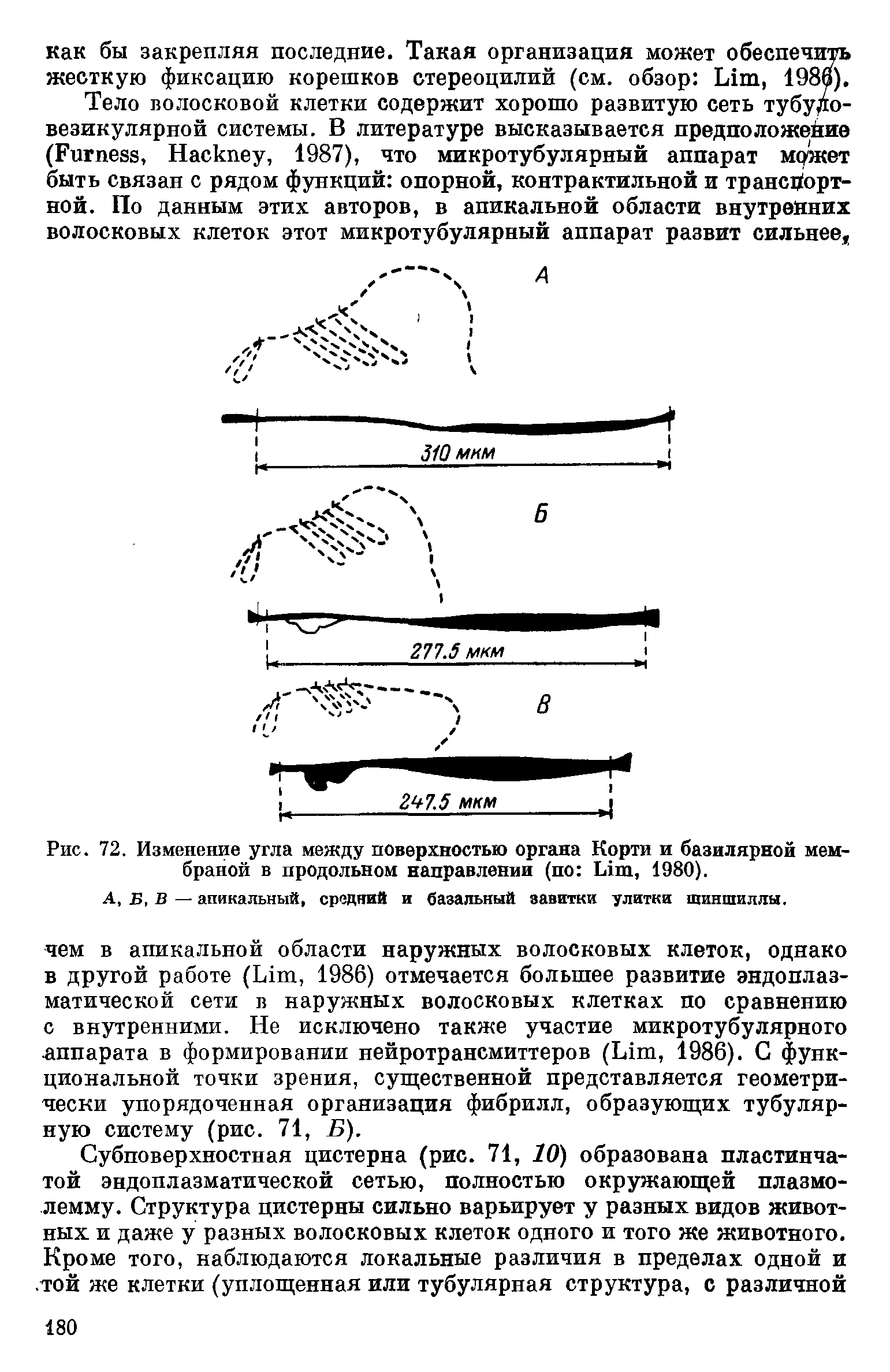 Рис. 72. Изменение угла между поверхностью органа Корти и базилярной мембраной в продольном направлении (по Lim, 1980).
