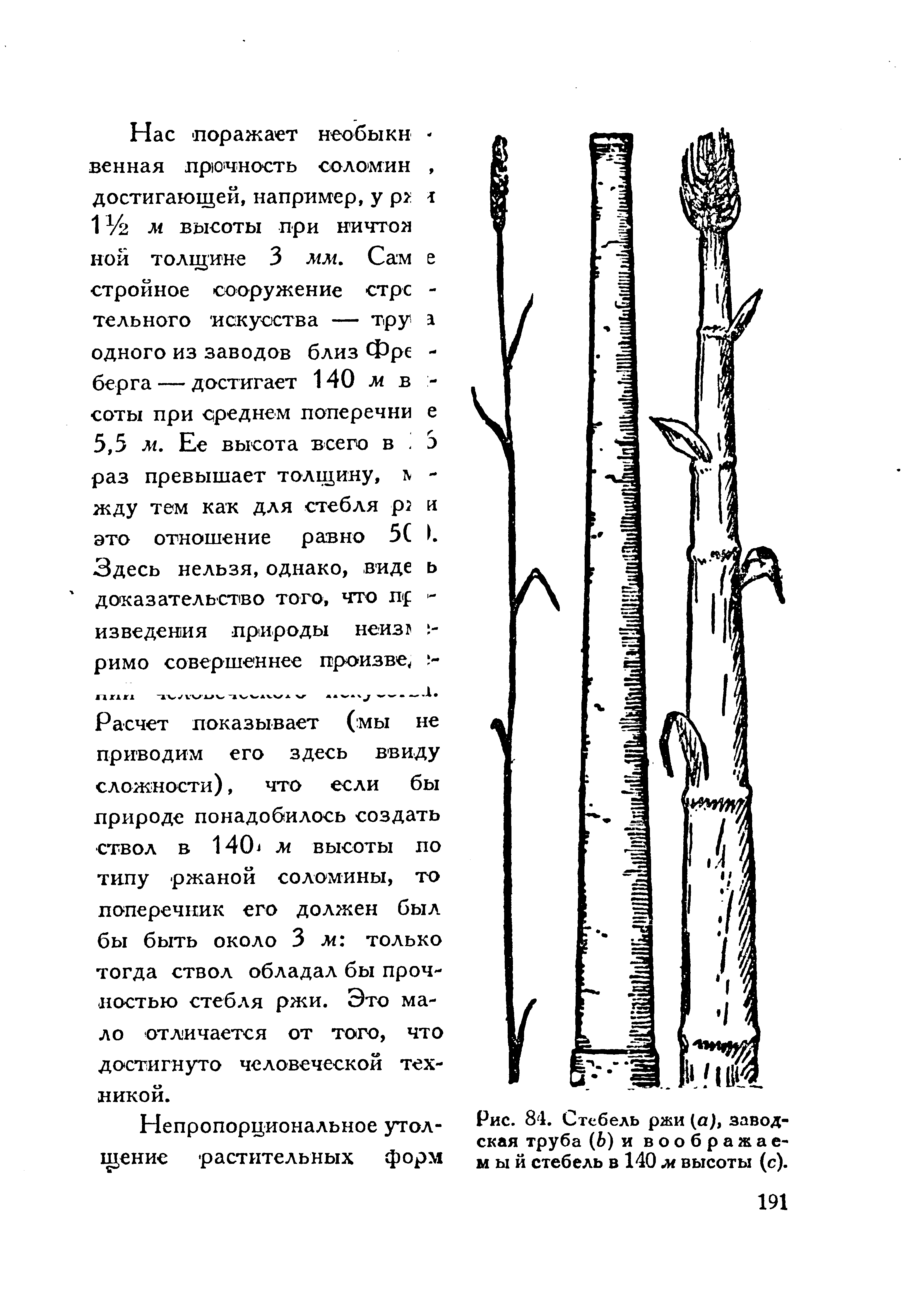Расчет показывает (мы не приводим его здесь ввиду сложности), что если бы природе понадобилось создать ствол в 140 Л1 высоты по типу ржаной соломины, то поперечник его должен был бы быть около 3 м только тогда ствол обладал бы прочностью стебля ржи. Это мало отличается от того, что достигнуто человеческой техникой.
