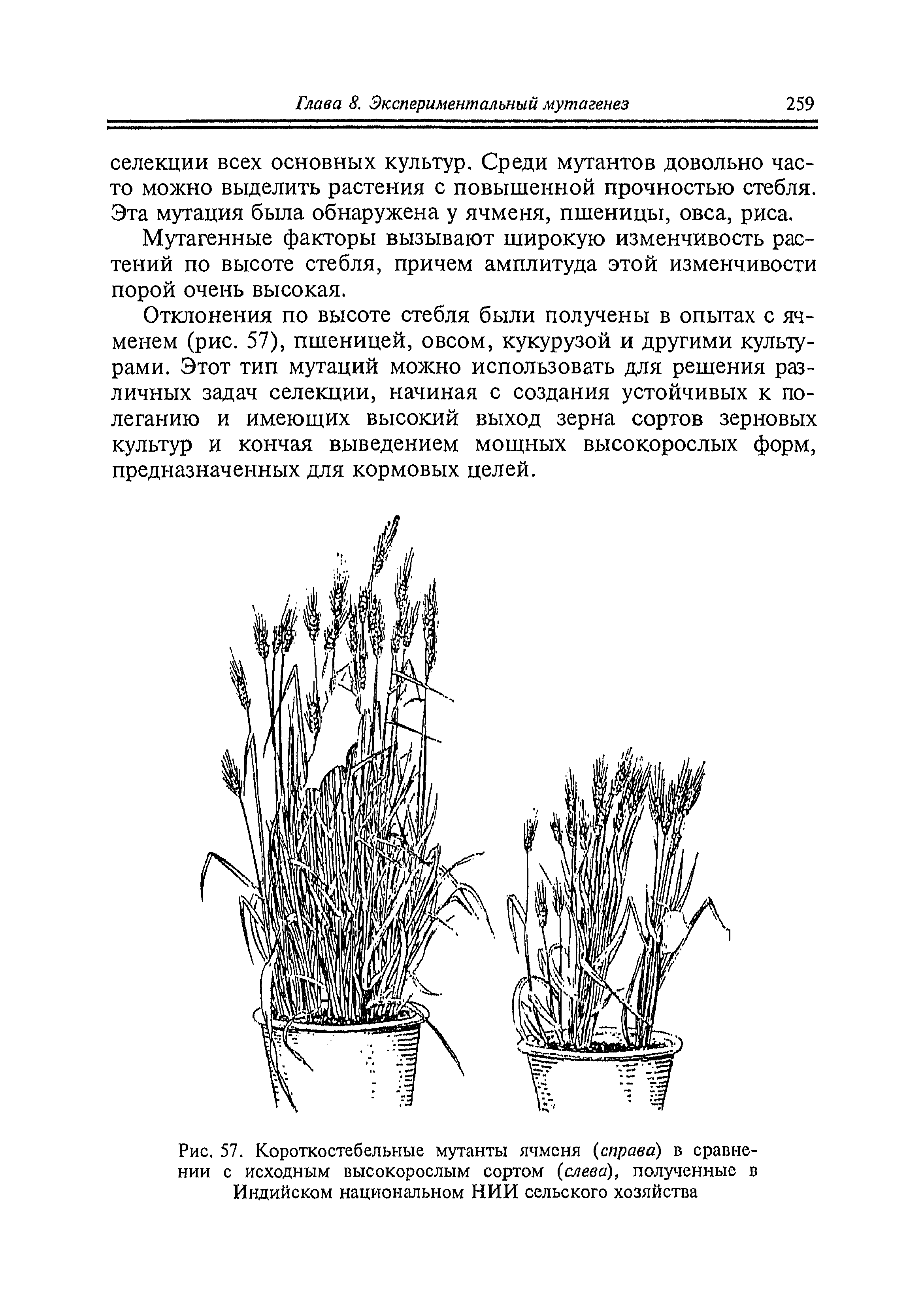 Рис. 57. Короткостебельные мутанты ячменя справа) в сравнении с исходным высокорослым сортом слева), полученные в Индийском национальном НИИ сельского хозяйства
