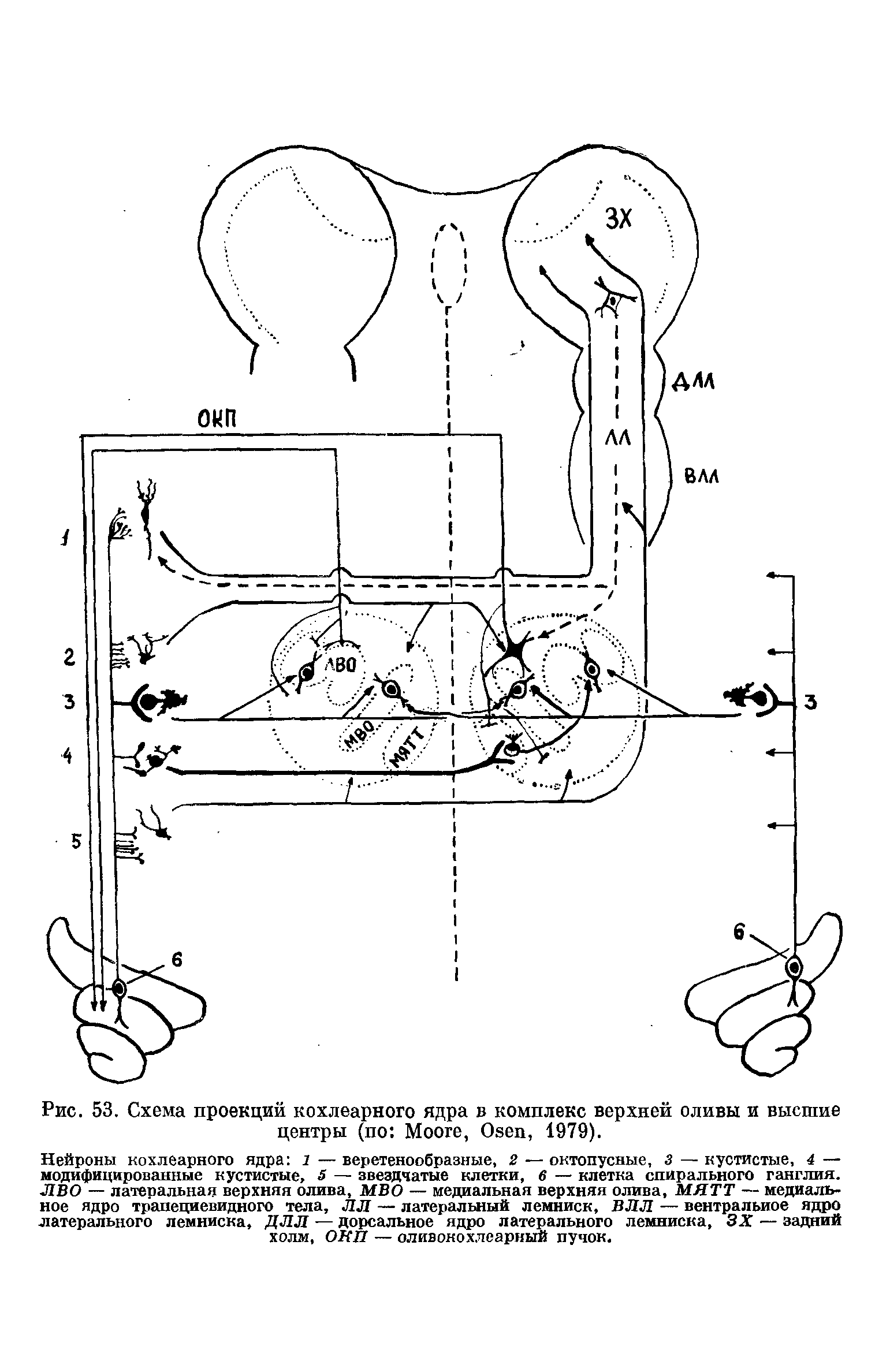 Рис. 53. Схема проекций <a href="/info/372673">кохлеарного ядра</a> в комплекс верхней оливы и высшие центры (по Мооге, Osen, 1979).

