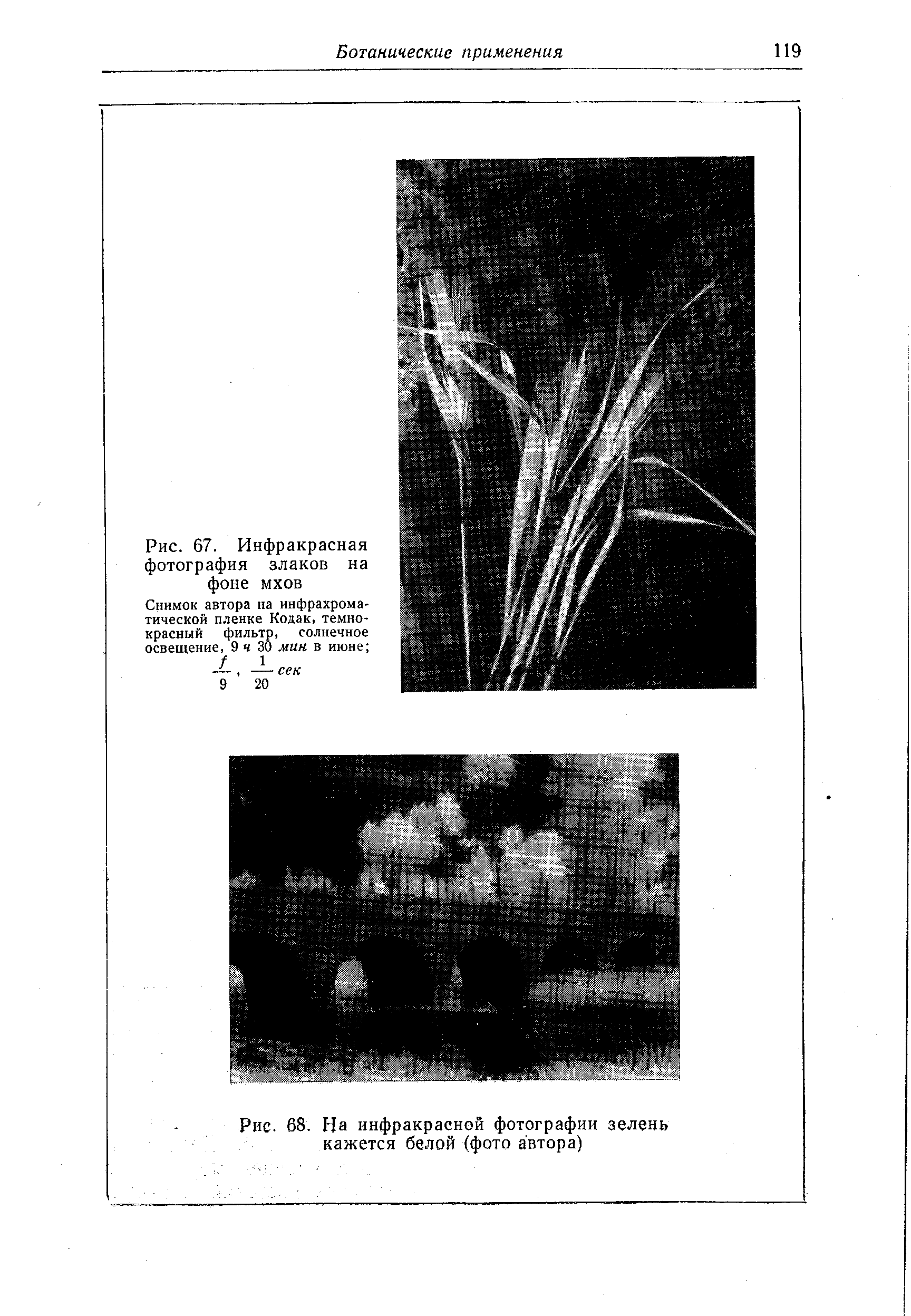Рис. 67. Инфракрасная фотография злаков на фоне мхов

