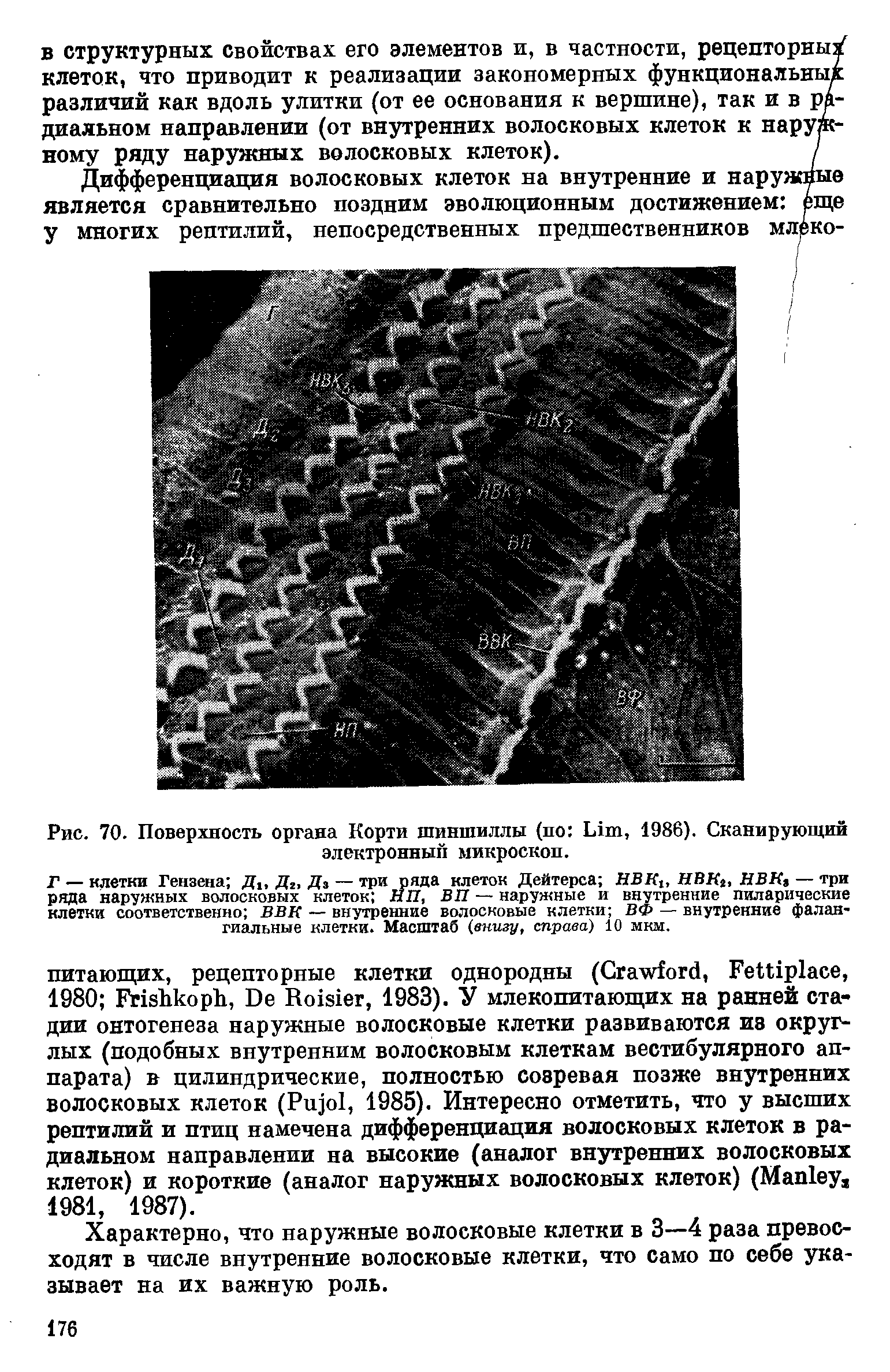 Рис. 70. Поверхность органа Корти шиншиллы (по Lim, 1986). Сканирующий
