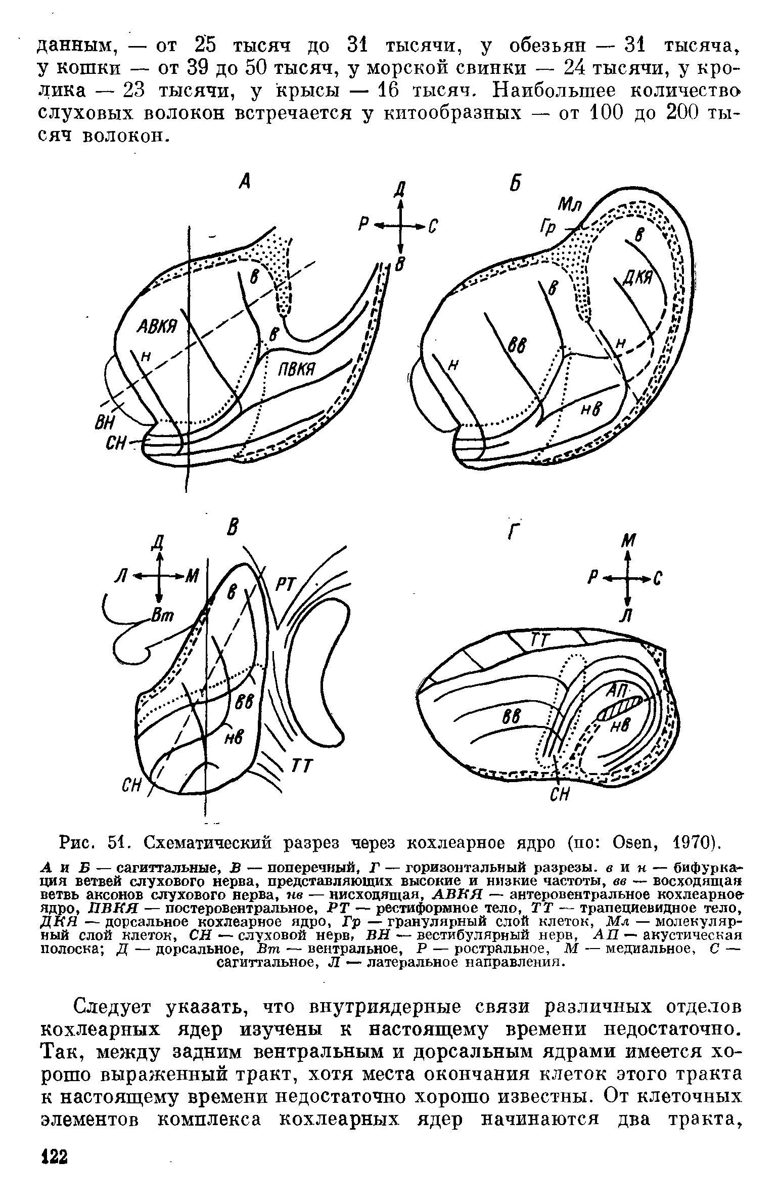Рис. 51. Схематический разрез через кохлеарное ядро (по Osen, 1970).
