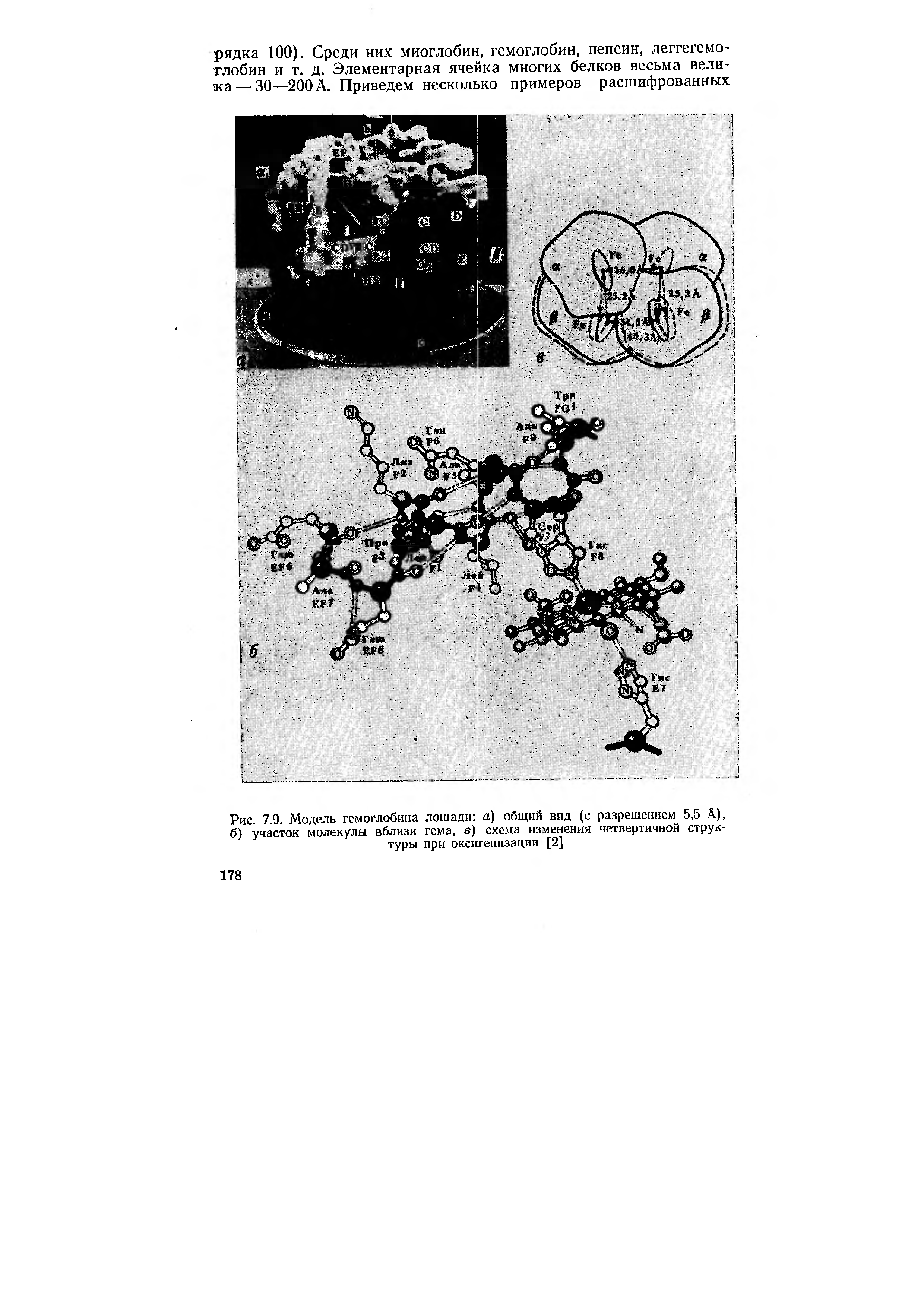 Рис. 7.9. Модель гемоглобина лошади а) общий вид (с разрешением 5,5 А), б) участок молекулы вблизи гема, в) схема изменения четвертичной структуры при оксигенизации [2]
