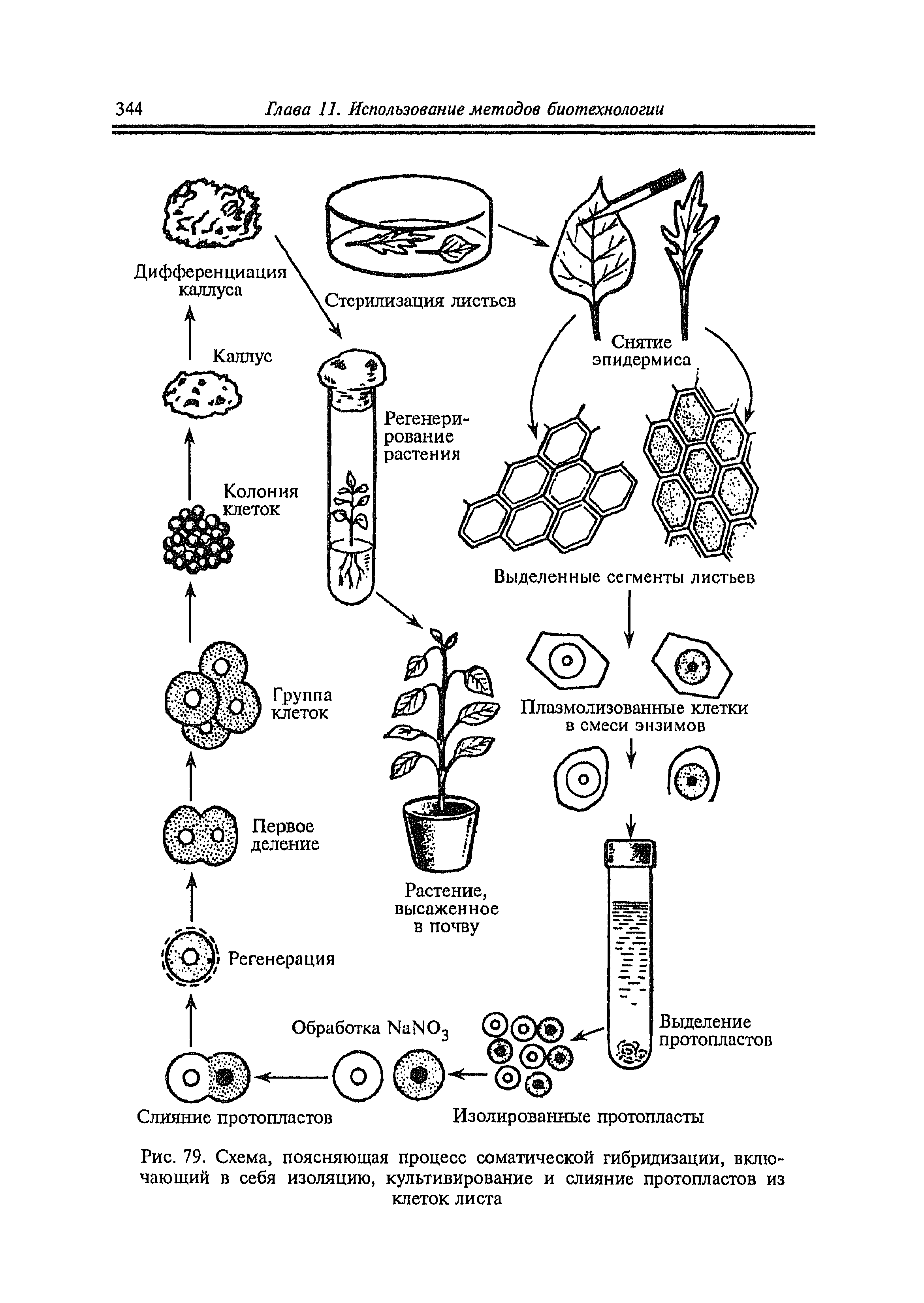 Схема метода слияния протопластов