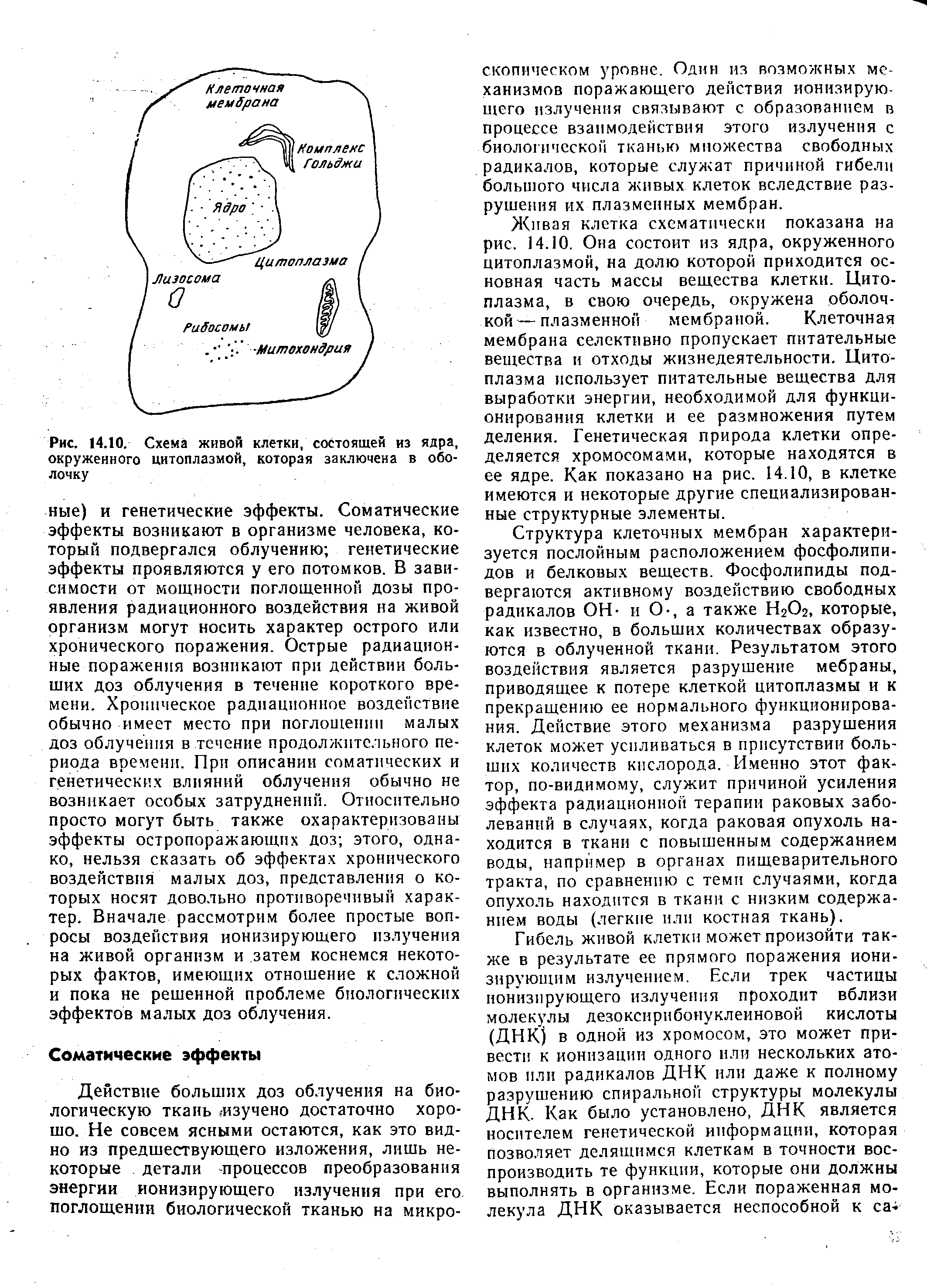 Живая клетка схематически показана на рис. 14.10. Она состоит из ядра, окруженного цитоплазмой, на долю которой приходится основная часть массы вещества клетки. Цитоплазма, в свою очередь, окружена оболочкой— плазменной мембраной. Клеточная мембрана селективно пропускает питательные вещества и отходы жизнедеятельности. Цитоплазма использует питательные вещества для выработки энергии, необходимой для функционирования клетки и ее размножения путем деления. Генетическая природа клетки определяется хромосомами, которые находятся в ее ядре. Как показано на рис. 14.10, в клетке имеются и некоторые другие специализированные структурные элементы.
