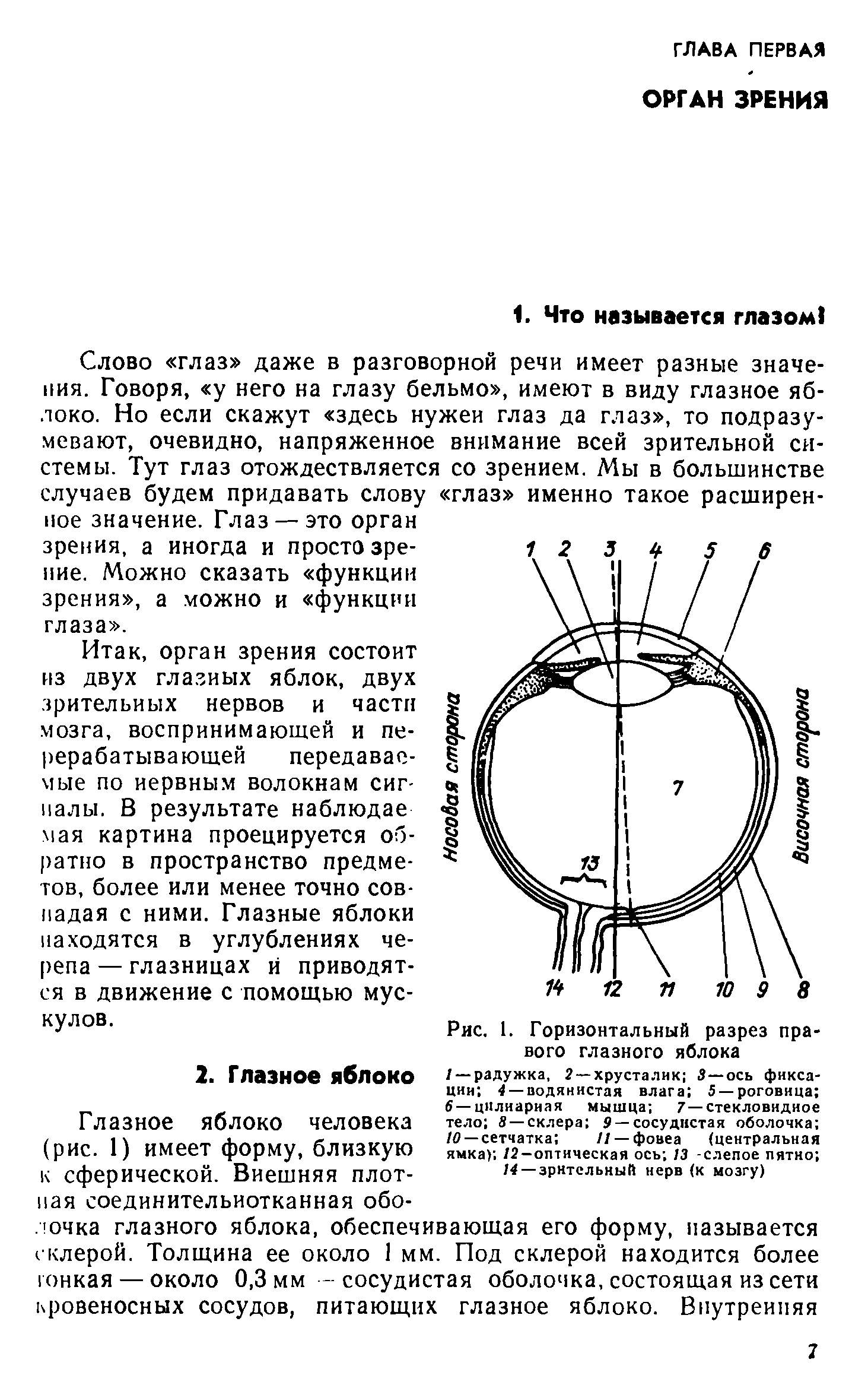 Слово глаз даже в разговорной речи имеет разные значения. Говоря, у него на глазу бельмо , имеют в виду глазное яблоко. Но если скажут здесь нужен глаз да глаз , то подразумевают, очевидно, напряженное внимание всей зрительной системы. Тут глаз отождествляется со зрением. Мы в большинстве случаев будем придавать слову глаз именно такое расширенное значение. Глаз —это орган зрения, а иногда и просто зрение. Можно сказать функции зрения , а можно и функции глаза .
