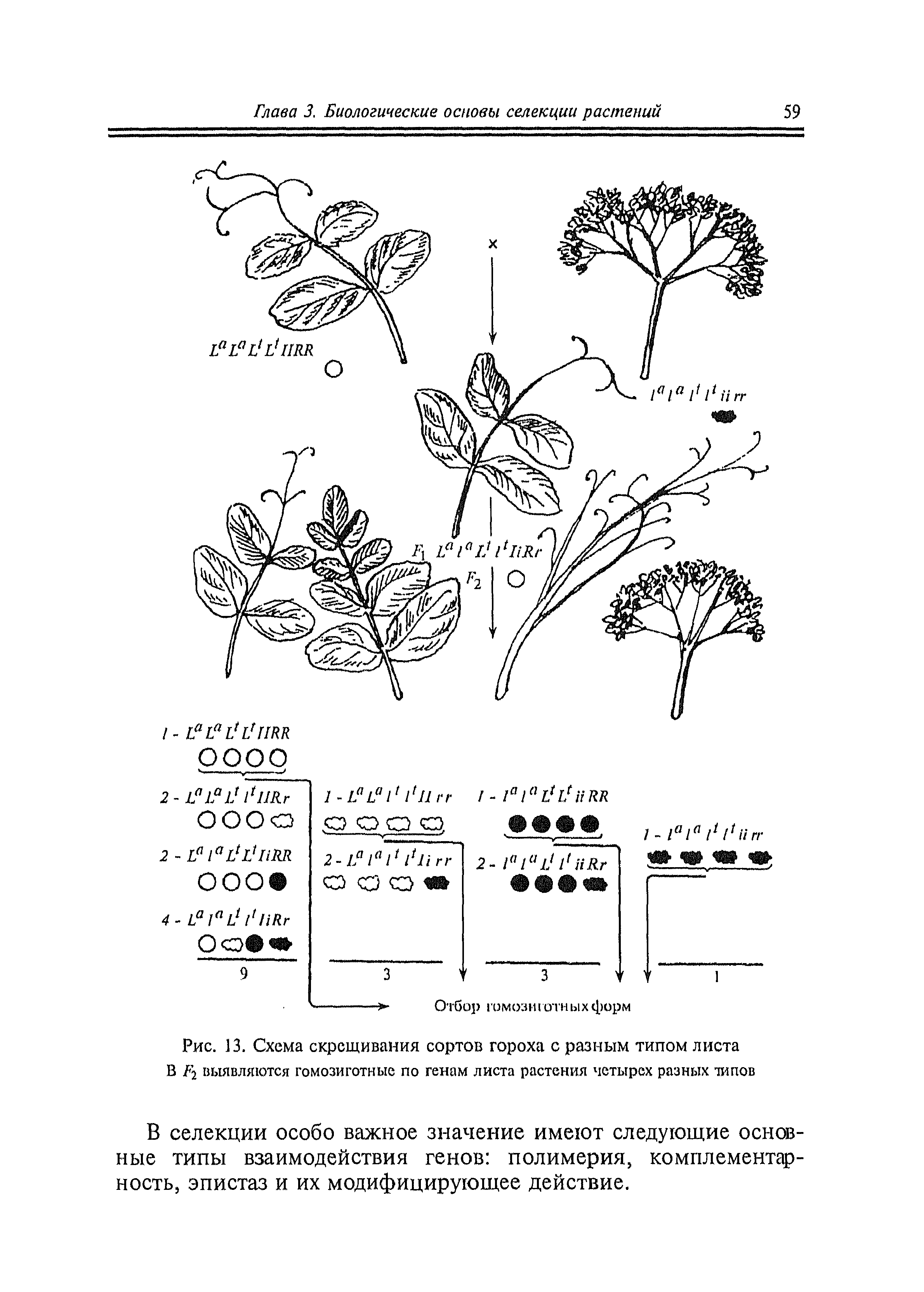Рис. 13. Схема скрещивания сортов гороха с разным типом листа В Р-1 вьювляются гомозиготные по генам листа растения четырех разных типов
