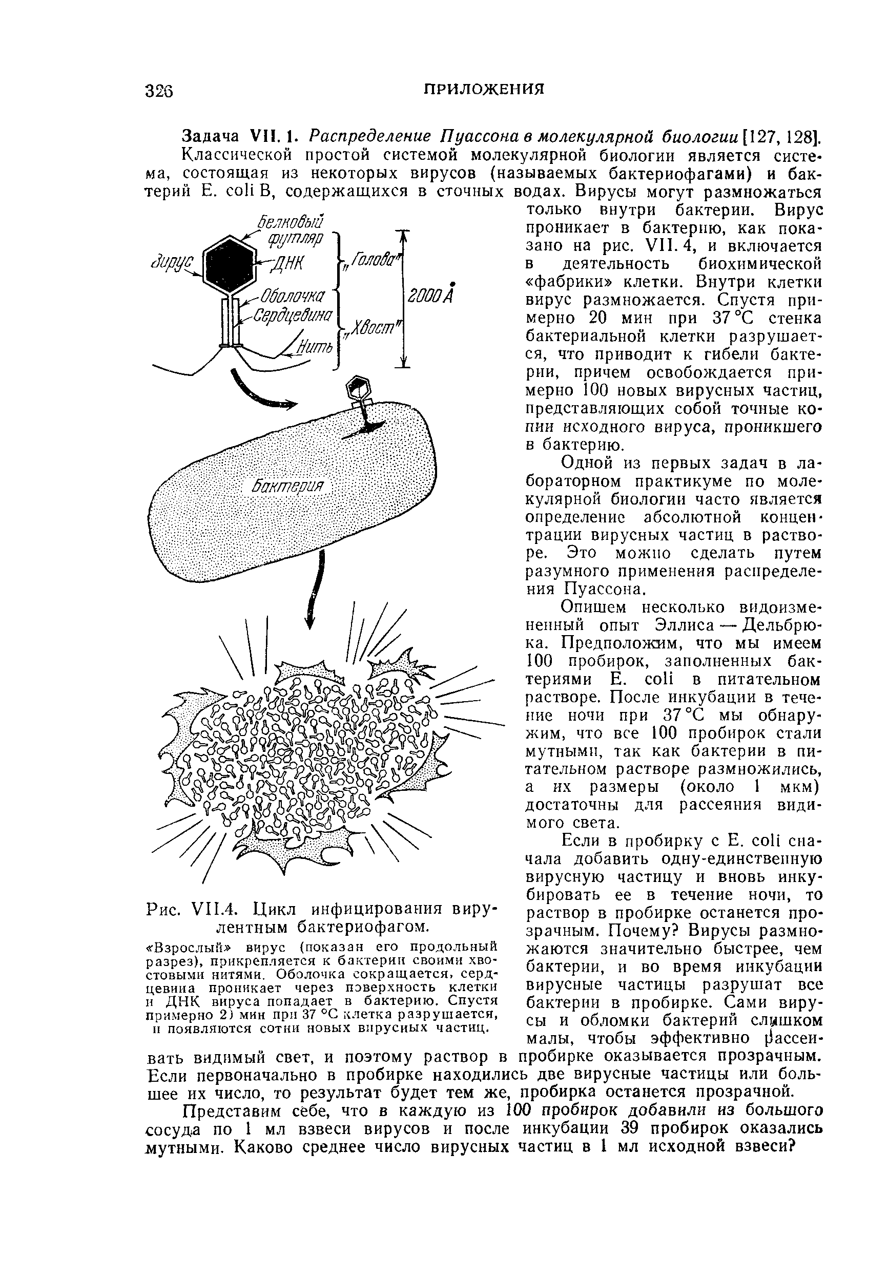 Рис. VI 1.4. Цикл инфицирования вирулентным бактериофагом. Взрослый вирус (показан его <a href="/info/1158">продольный разрез</a>), прикрепляется к бактерии своими хвостовыми нитями. Оболочка сокращается, сердцевина проникает через поверхность клетки и ДНК вируса попадает в бактерию. Спустя примерно 2) мин при 37 °С клетка разрушается, II появляются сотни новых вирусных частиц.
