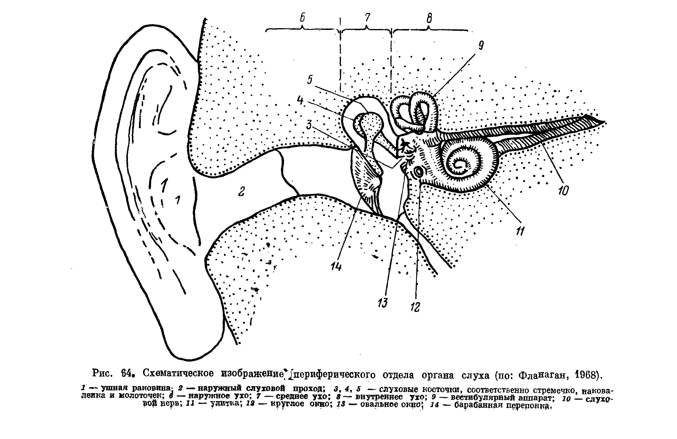 Строение органа слуха рисунок